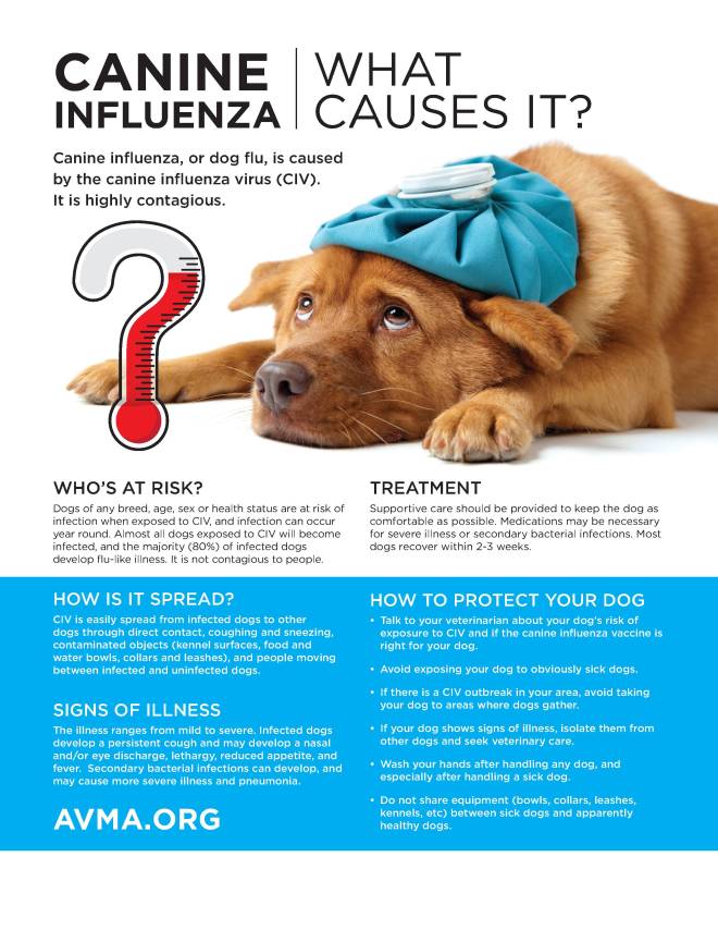 Canine Influenza Facts